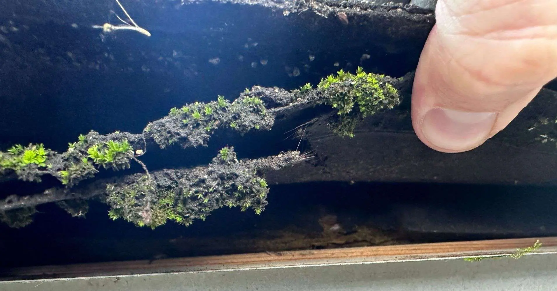 Moss and Algae - Roof Inspection 101 Damage to Asphalt Shingle Roofs