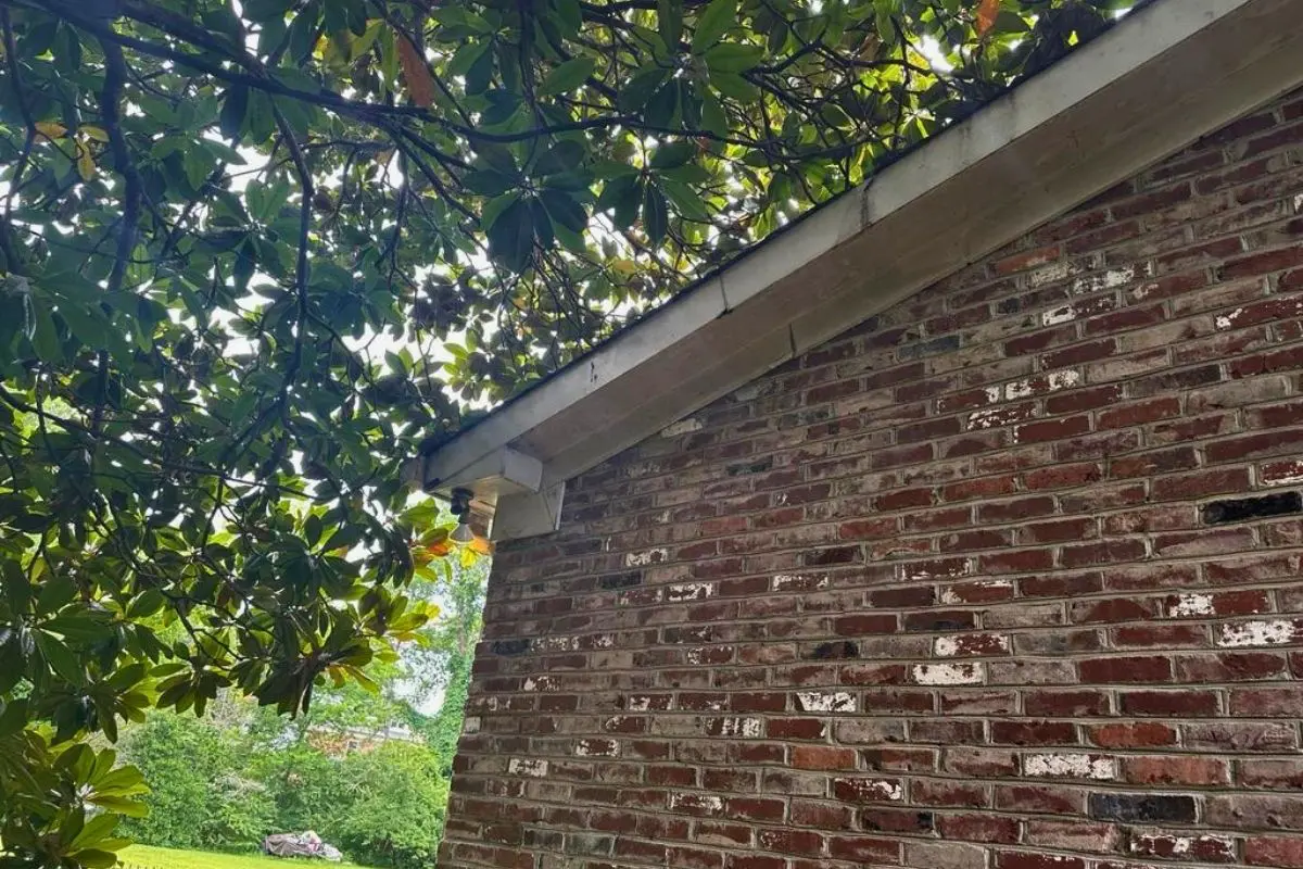 Tree Brances - Fall Roof Maintenance Checklist Tree Brances - Fall Roof Maintenance Checklist