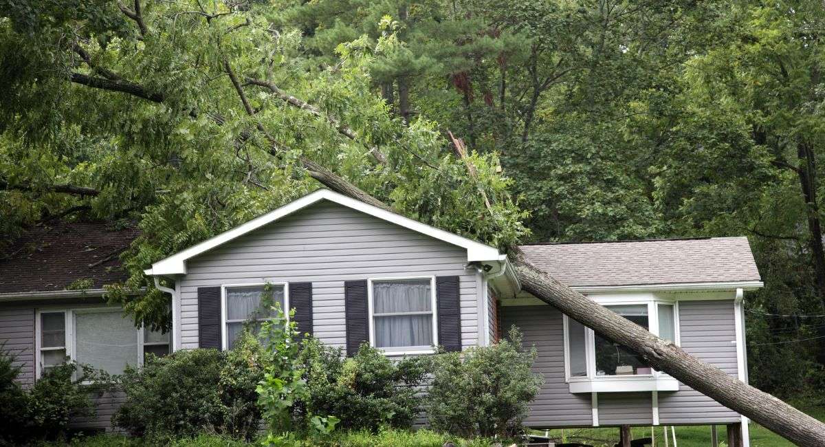 Homeowners Insurance - Fallen Tree