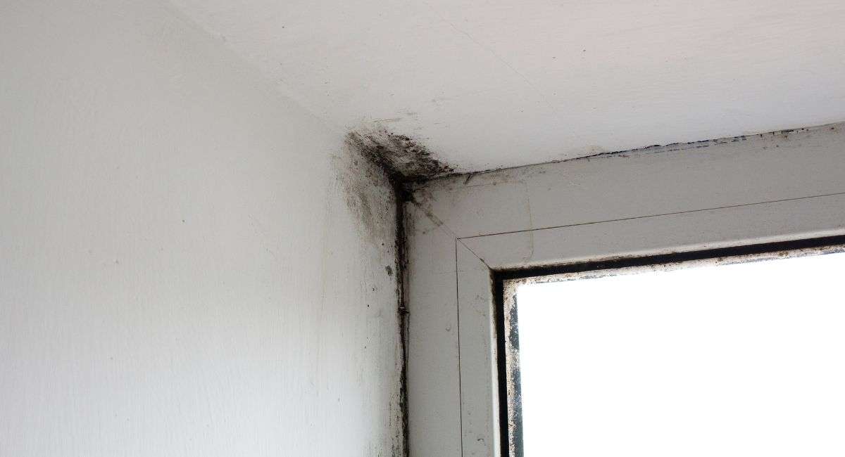 Roof Leak Mold Growth